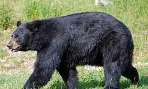 குன்னூர் அருகே அரசு பள்ளிக்குள் புகுந்த கரடியால் பரபரப்பு