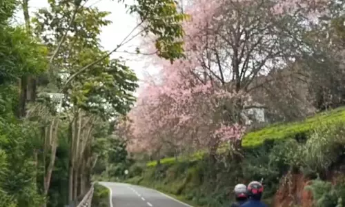 கோத்தகிரி பகுதியில் பூத்துக் குலுங்கும் செர்ரி ப்ளாசம் மலர்கள்