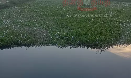 மண்டிக்கிடக்கும் ஆகாய தாமரை செடிகளை அகற்றவேண்டும்