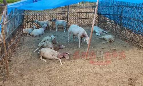 பாலக்கோடு அருகே தெருநாய்கள் கடித்து குதறியதில் 10 ஆடுகள் செத்தன