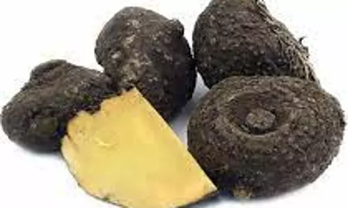 தர்மபுரியில் வரத்து அதிகரிப்பால் சேனைக்கிழங்கு விலை குறைந்தது