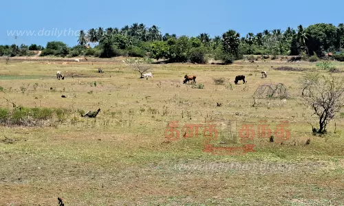 மேய்ச்சல் நிலமாக மாறி வரும் ஏரி, குளங்கள்
