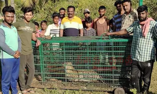 அரிசிகெரேவில் தொடர் அட்டகாசம் செய்த சிறுத்தை  சிக்கியது