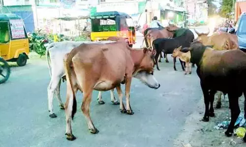 மாமல்லபுரத்தில் சாலையில் சுற்றி திரிந்த மாடுகள் பிடிக்கப்பட்டதால்  உரிமையாளர்கள் ஆவேசம்