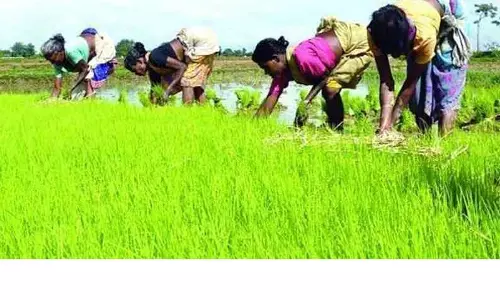 திருந்திய நெல் சாகுபடிக்கு80 சதவீதம் இலக்கு நிர்ணயம்