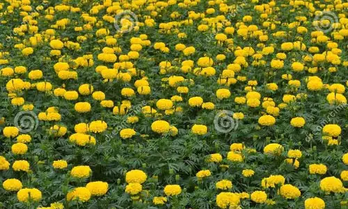 பூக்களின் விலை திடீர் உயர்வு