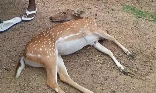 சாகர் தாலுகாவில்  தெருநாய்கள் கடித்து மான் செத்தது