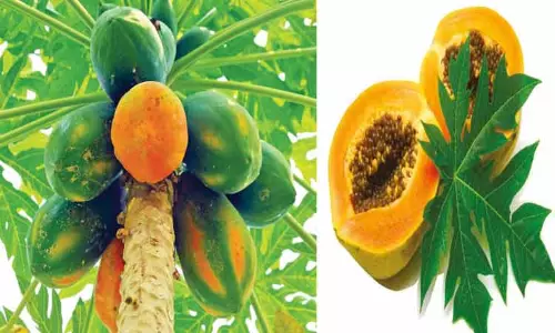 பப்பாளி சாகுபடி செய்தால் ஆண்டு முழுவதும் வருமானம்