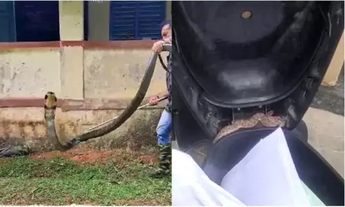 சிருங்கேரி அருகே  பள்ளிக்குள் புகுந்த 14 அடி நீள நாகபாம்பு பிடிபட்டது