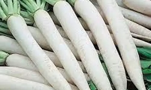 வரத்து குறைந்ததால்முள்ளங்கி விலை கிலோவிற்கு ரூ.6 உயர்வுதர்மபுரி உழவர் சந்தையில் ரூ.10-க்கு விற்பனை