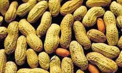 நிலக்கடலை ரூ.3¼ லட்சத்துக்கு ஏலம்