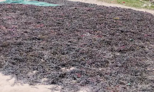 கடல்பாசி கொள்முதல் நிலையம் அமைக்க வேண்டும் கடல்பாசி கொள்முதல் நிலையம் அமைக்க வேண்டும்