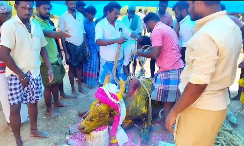 ஜல்லிக்கட்டு காளை செத்தது