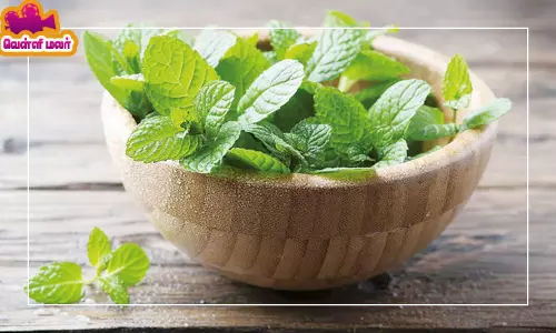 மணக்கும் மருத்துவ மூலிகை, புதினா..!