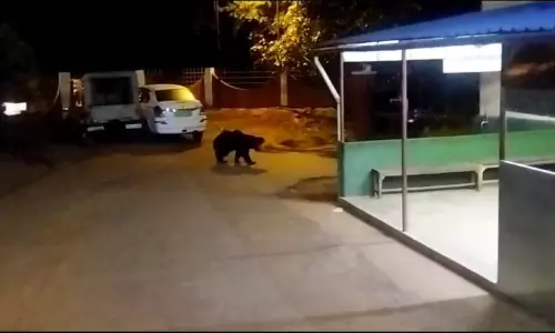 கூடலூரில் போலீஸ் நிலைய வளாகத்தில் கரடி உலா கூடலூரில் போலீஸ் நிலைய வளாகத்தில் கரடி உலா