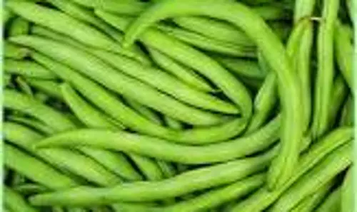 வரத்து குறைந்ததால்பீன்ஸ் விலை கிலோவிற்கு ரூ.6 அதிகரிப்புதர்மபுரி உழவர் சந்தையில் ரூ.66-க்கு விற்பனை