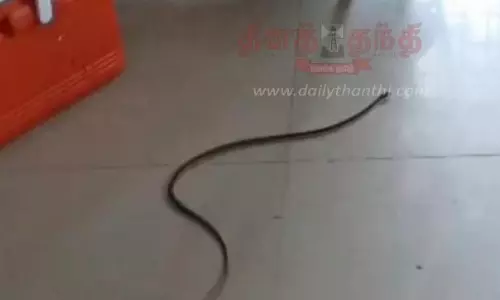 கலெக்டர் அலுவலக உணவகத்தில்பாம்பு புகுந்ததால் பரபரப்பு