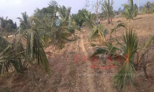 தாளவாடி அருகே தோட்டத்தில் புகுந்து காட்டு யானைகள் அட்டகாசம் தென்னங்கன்றுகள் சேதம் தாளவாடி அருகே தோட்டத்தில் புகுந்து காட்டு யானைகள் அட்டகாசம் தென்னங்கன்றுகள் சேதம்