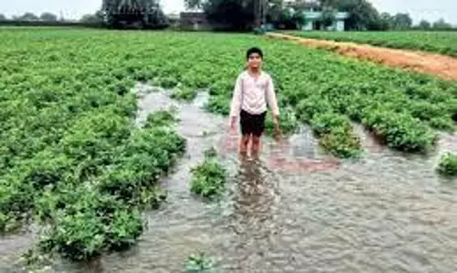 பலத்த  மழையால் வேர்க்கடலை விவசாயிகள் மகிழ்ச்சி