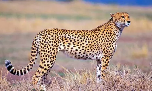 தொடா் அட்டகாசம் செய்த சிறுத்தை கூண்டில் சிக்கியது