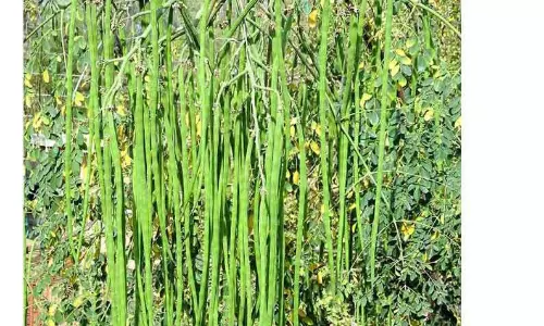 12 டன் முருங்கைக்காய் வரத்து 12 டன் முருங்கைக்காய் வரத்து