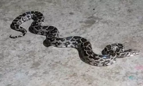 சாலையின் குறுக்கே படுத்திருந்த 12 அடி நீள மலைப்பாம்பால் பரபரப்பு