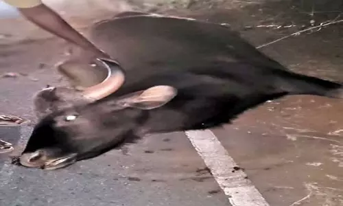 லாரி மோதி காட்டெருமை சாவு