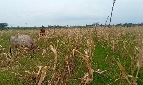 தண்ணீரின்றி காய்ந்து கருகி வரும் மக்காச்சோள பயிர்கள்