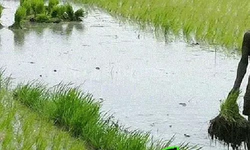 நிலக்கடலை சாகுபடி பணி