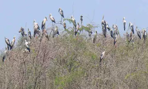 சக்கரக்கோட்டை சரணாலயத்தில் திடீரென குவியும் பறவைகள்