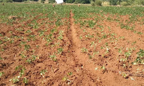 கம்பம், கூடலூரில் சுட்டெரிக்கும் வெயிலால் கருகும் பயிர்கள் கம்பம், கூடலூரில் சுட்டெரிக்கும் வெயிலால் கருகும் பயிர்கள்