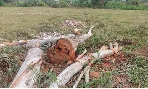 தைல மரங்கள் வெட்டி சாய்ப்பு தைல மரங்கள் வெட்டி சாய்ப்பு