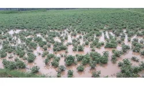 வேலூர், ஒடுகத்தூர் பகுதிகளில் பலத்த மழை