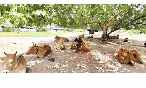 மரநிழலில் ஓய்வெடுத்த மாடுகள்
