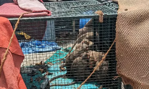 பழனி முருகன் கோவிலில் கூண்டு வைத்து குரங்குகள் பிடிப்பு