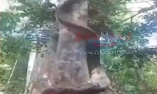 சேலம் ஏற்காட்டில்மரத்தில் மலைப்பாம்பு ஏறியதால் பொதுமக்கள் அச்சம்
