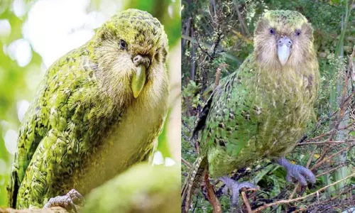 பறக்க முடியாத கிளி பறக்க முடியாத கிளி