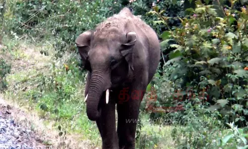 காட்டு யானை நடமாட்டம்