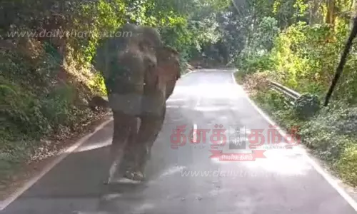 அரசு பஸ்சை வழிமறித்த காட்டு யானை