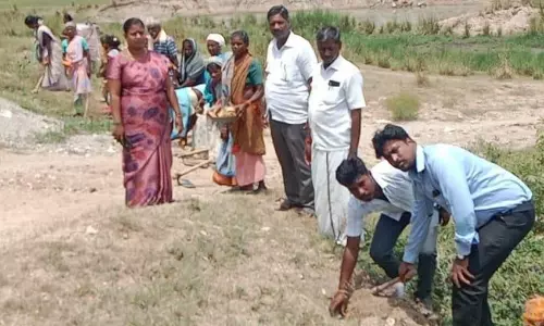 ஏரிக்கரையில் பனை விதைகள் விதைப்பு