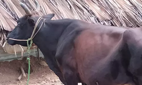 மின்சாரம் தாக்கி 5 மாடுகள் பலி மின்சாரம் தாக்கி 5 மாடுகள் பலி