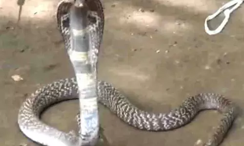 பாம்பு கடித்து விவசாயி பலி