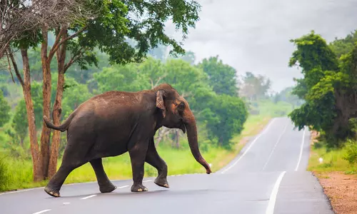 ஹாரனா அடிக்கிற...வாகன ஓட்டிக்கு மரண பயத்தை காட்டிய காட்டு யானை...! தெறித்து ஓடிய டிரைவர்