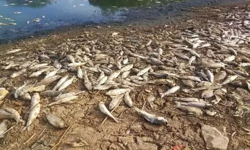 பெங்களூருவில் வறட்சியின் பிடியில் சிக்கியதால் உல்லால் ஏரியில் செத்து மிதக்கும் மீன்கள்