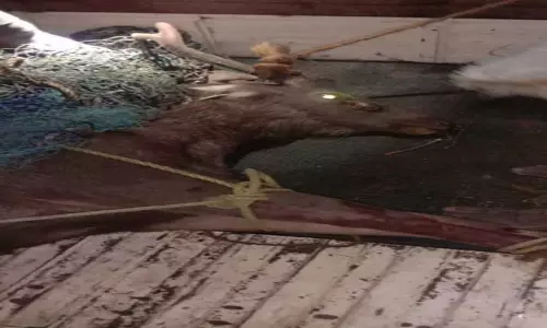 கிணற்றில் விழுந்த கடமான் மீட்பு