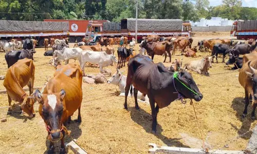 பொள்ளாச்சி மாட்டு சந்தையில் விற்பனை மந்தம்