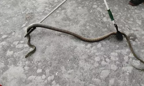 கடைக்குள் புகுந்த பாம்பு பிடிபட்டது