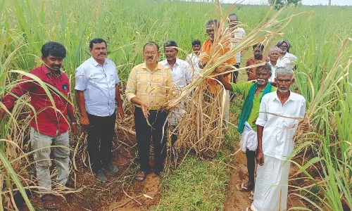 கரும்பு சாகுபடியில் வெண்புழு தாக்குதலால் இழப்பு கரும்பு சாகுபடியில் வெண்புழு தாக்குதலால் இழப்பு