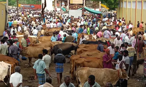 பொய்கை வாரச்சந்தையில் விற்பனைக்கு குவிந்த மாடுகள்