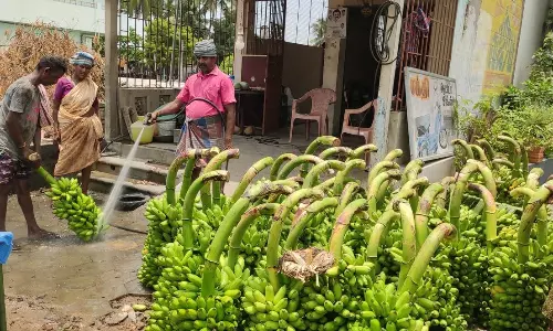 வாழைத்தார்களுக்கு வாட்டர் சர்வீஸ்